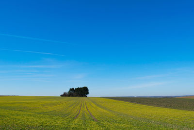 Scenic view of agricultural field against blue sky