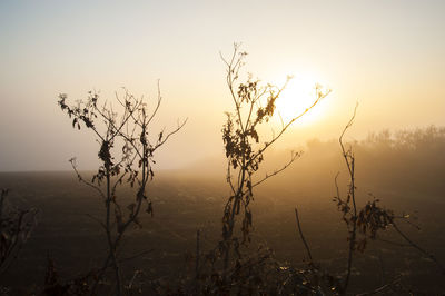 Silhouette plants against sky during sunset