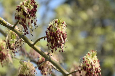 Close-up of flowering plant against blurred background