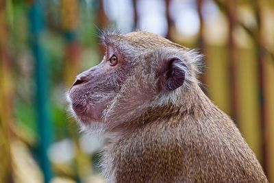 Close-up of squirrel