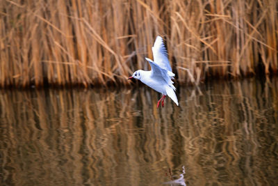 Bird flying over lake