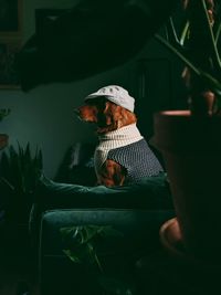 Dog wearing cap sitting at home