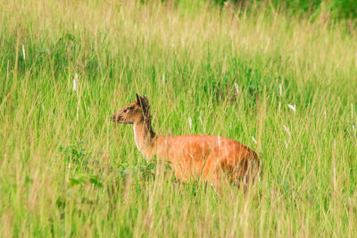 grassland