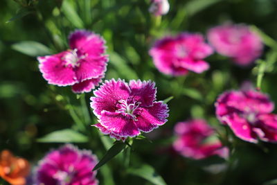 Close-up of pink flowering plant