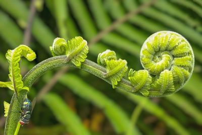 Close-up of fern