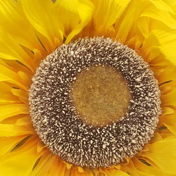 Close-up of sunflower