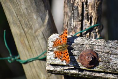 Close-up of butterfly on wood