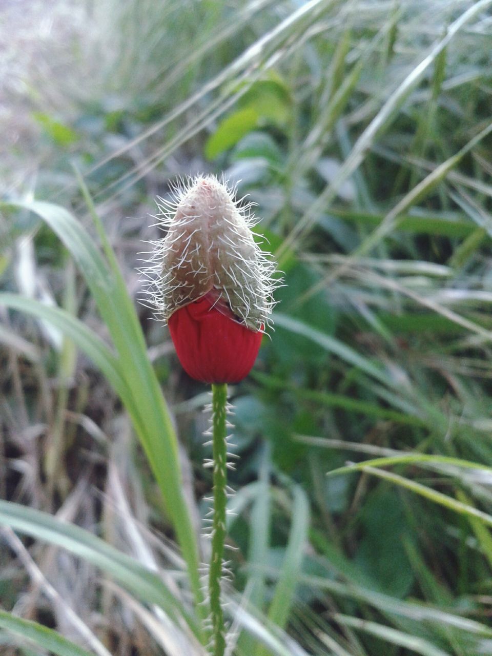 CLOSE-UP OF RED FLOWERING PLANT