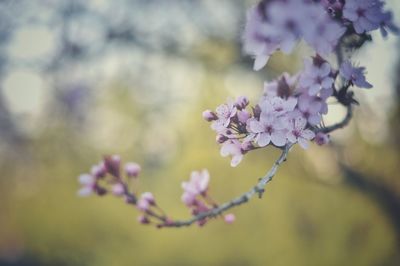 Close-up of purple flowers blooming on tree
