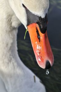 Close-up of swan in lake