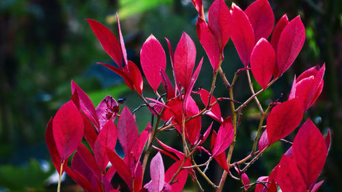 Close-up of red flowering plant