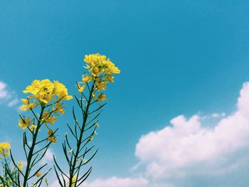 Low angle view of flowers against blue sky