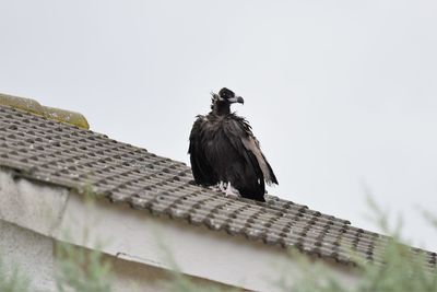 Low angle view of bird on roof against clear sky