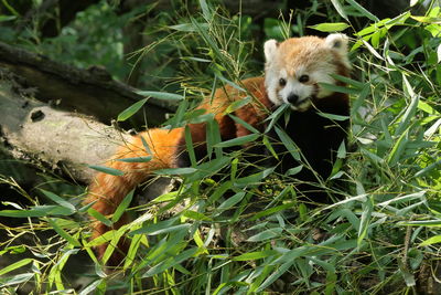 red panda