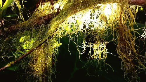 Close-up of spider web