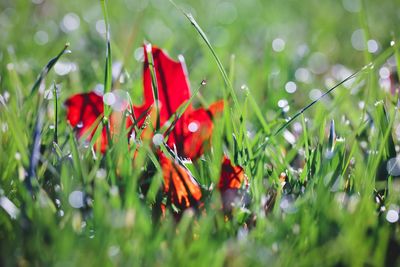 Close-up of red flowers