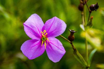 Close-up of purple flowering plant