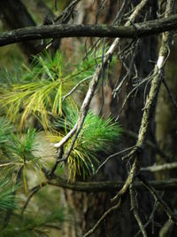 Close-up of plants