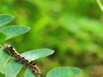 Close-up of insect on leaf