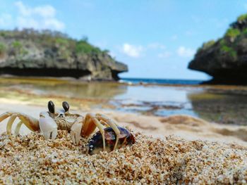 View of crab on beach