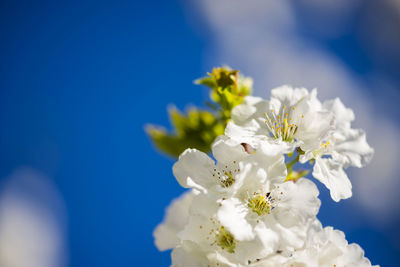 Close-up of white cherry blossoms