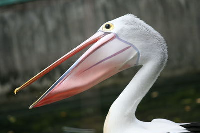 Close-up of bird