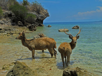 Deer in a sea