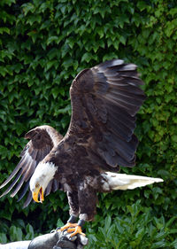 Close-up of eagle flying against plants