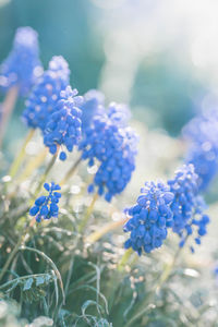 Close-up of purple flowering plant