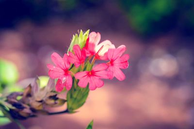 Close-up of pink flowering plant