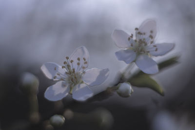 Close-up of blooming tree