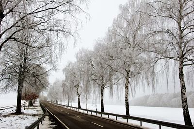 Road passing through snow covered trees