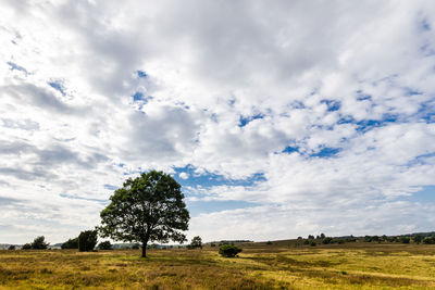 Trees on field against sky