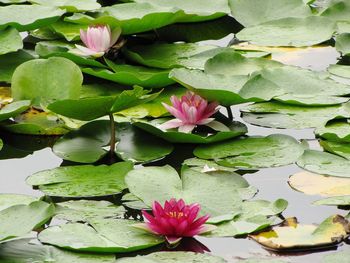 Close-up of pink lotus water lily in pond