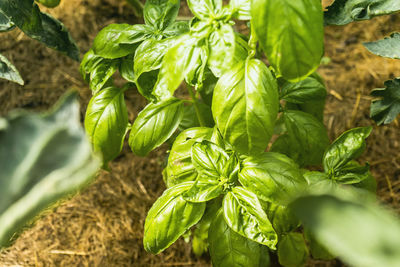 High angle view of fresh green leaves on field