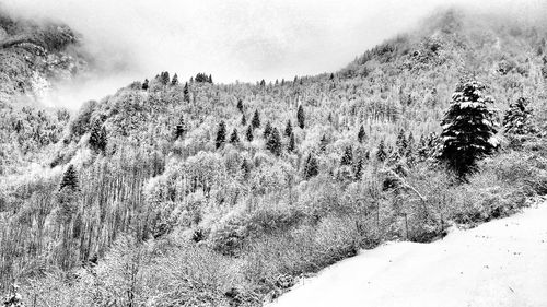 Scenic view of snow covered land