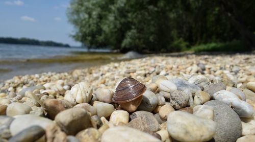 Close-up of snail on pebbles