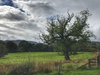 Scenic view of field against sky