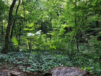 Plants and trees in forest