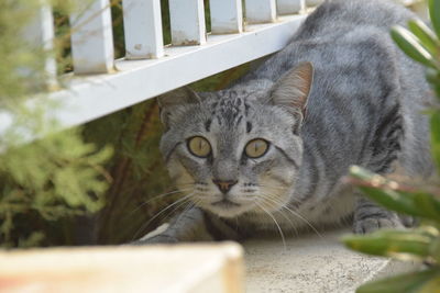 Close-up portrait of tabby cat on railing