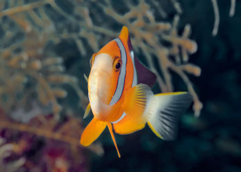 Close-up of fish swimming in sea