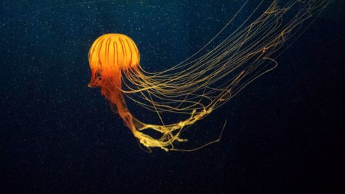 Close-up of illuminated jellyfish