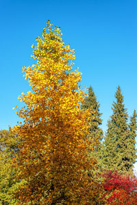 Low angle view of autumnal trees against blue sky