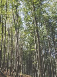 Low angle view of bamboo trees in forest