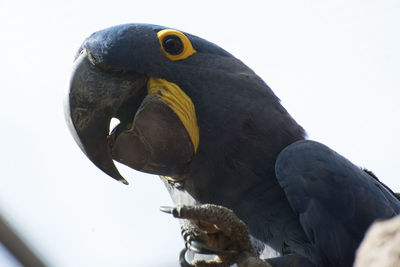 Low angle close-up of parrot perching against sky