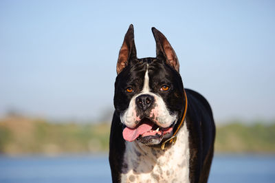 View of dog sticking out tongue