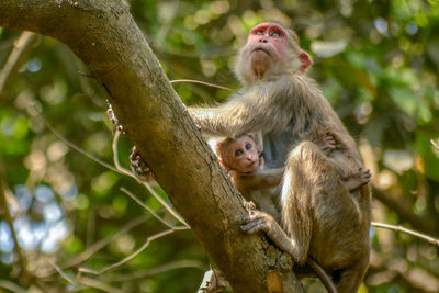 Monkey sitting on tree