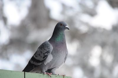 Close-up of bird perching on railing