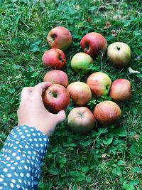 High angle view of apples in field