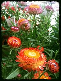 Close-up of red flowers